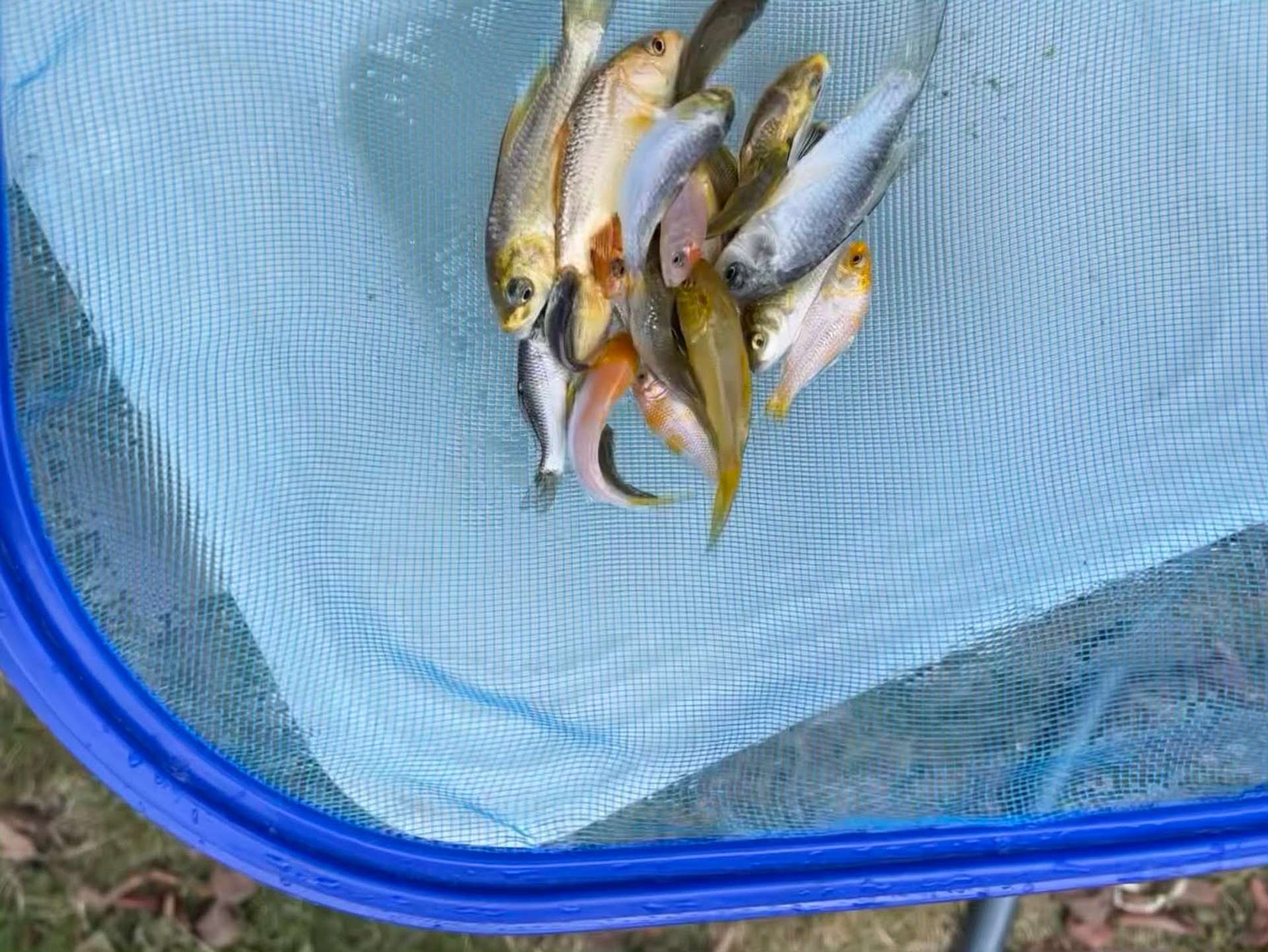 Koi going in